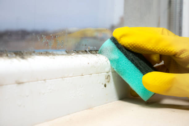 Best Biohazard Mold Removal  in Ogdensburg, NY